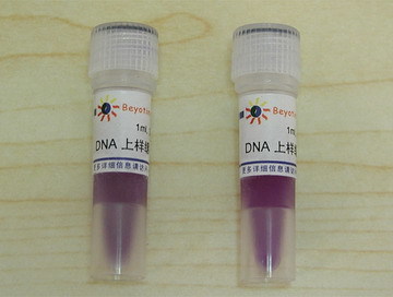 DNA电泳中核酸染色剂的选择 EB替代产品与上样缓冲液的作用解析